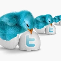 TWITTER CHICKS