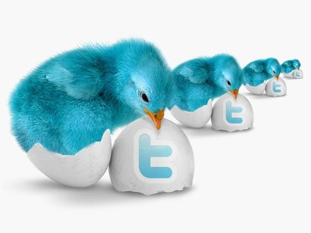 TWITTER CHICKS - twitter, logo, blue, chicks