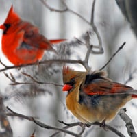 CARDINALS  IN THE WINTER