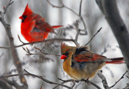 CARDINALS  IN THE WINTER - male, cardinals, female, birds