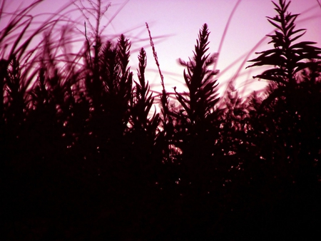 Purple Sunset - beautiful, scene, grass, sunset, nature, purple, view, field, sun, sky