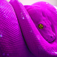 PINK SNAKE