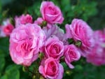 Pink Roses