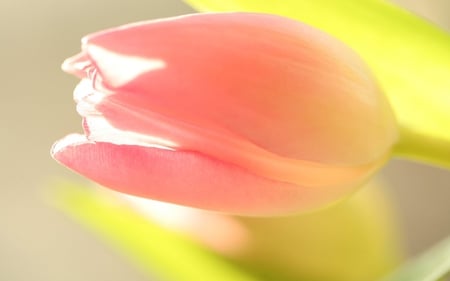 Pink Tulip - nature, view, flower, pink, tulip