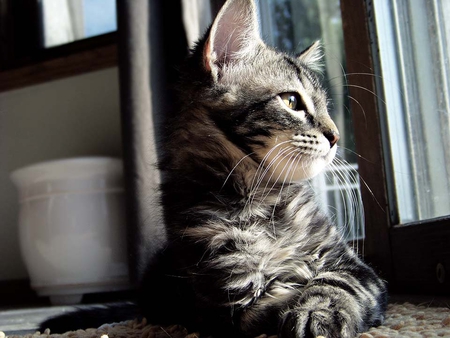 looking out.... - looking, grey tiger, window, cat