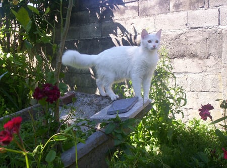 Garden Cat - white cat, cute, home, garden