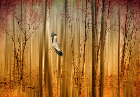 FREEDOM - woodland, art, trees, forest, heron, bird