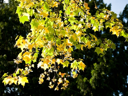 Garden Tree - scencery, beautiful, autumn, view, garden, tree, leaves