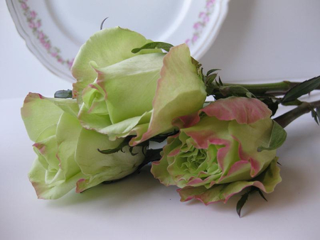 green & pink - lovely, green pink, still life, roses