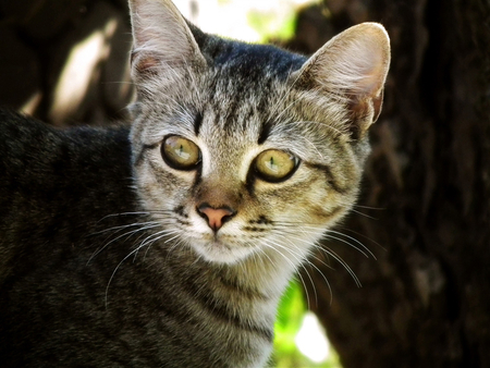 portrait - pets, nature, kitten, portrait, animals