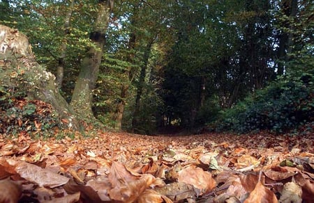 Grounded Forest - ground, trees, leaves, sky