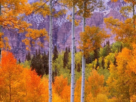 ASPEN COLORADO - colorado, purple, aspen, woods