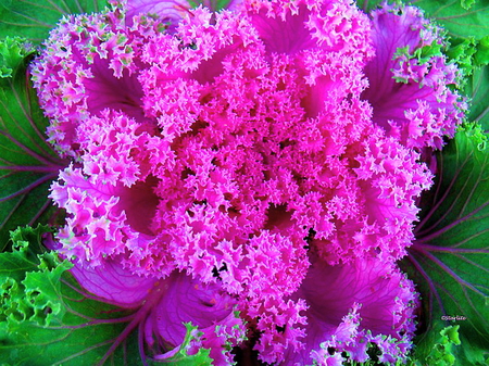 Pinks - green, purple, flowers, pink