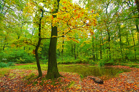 autumn colours - red, forest, brown, orange, trees, autumn, colorful, green