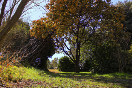 natural_archway - thick, trees, way, green, place, grass, archway, shadow