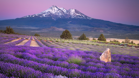 Purple Fields - fields, purple, trees, flowers, mountains, purple sky