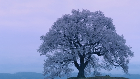 A Beautiful Tree - tree, cherry blossoms, evening, spring