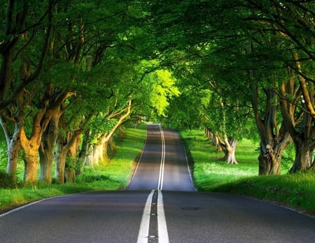 Road - nature, green, trees, road