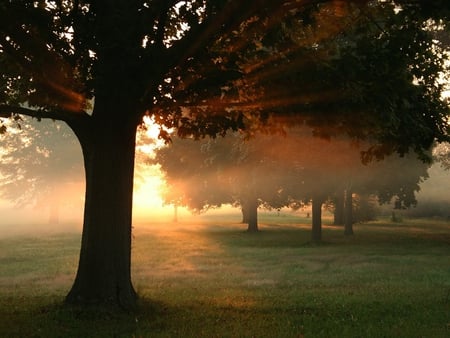 light behind - nature, trees, forest, sun, grass