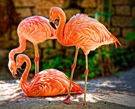 Flamingo trio - three, coral color, feeding, water, flamingos, birds