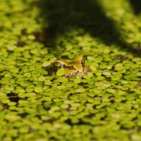 alone frog