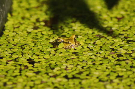 alone frog - head, leafs, animal, water, frog