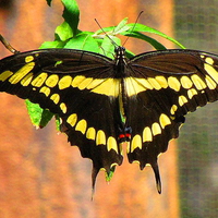 Giant Swallowtail