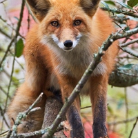 Fox-on-a-branch