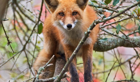 Fox-on-a-branch - animals, red fox, wallpaper, hd, nature, fox, dog, red, animal, tree, cute