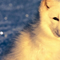 Arctic-Fox