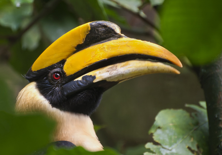 doppelnashornvogel - animal, big, eye, head, bird