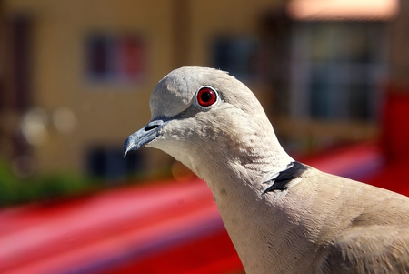 Who are you? - avian, nature, animals, birds