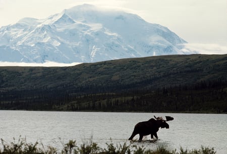 River Walk - moose, mountains, landscape, animals