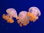 jellyfish_phyllorhiza_punctata