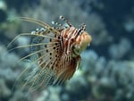 red_lionfish