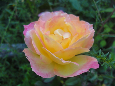 soft rose - colors, rose, flower, 3d