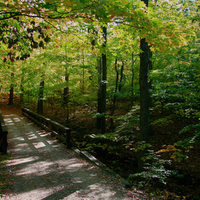 Forest Bridge