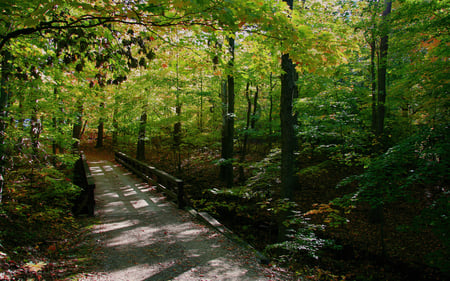 Forest Bridge - forest, photography, woods, bridge