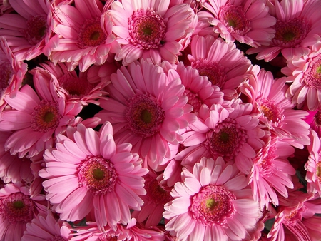 PINK GERBERA - nature, flowers, gerbera, pink