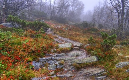 Rough Beauty - trail, forest, nature, photography