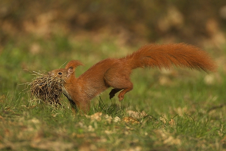 I has Stiks - animals, nature, squirrel, grass