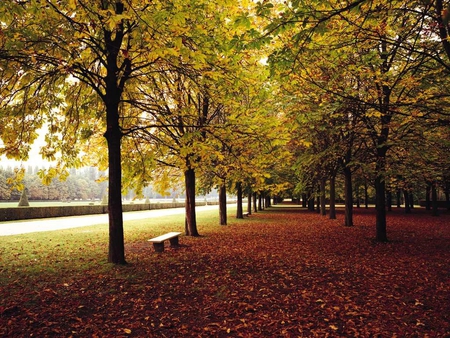 AUTUMN ALLEY - nature, autumn, yellow, alley