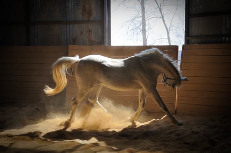 in action - white, beauty, horse, photography, animal, barn