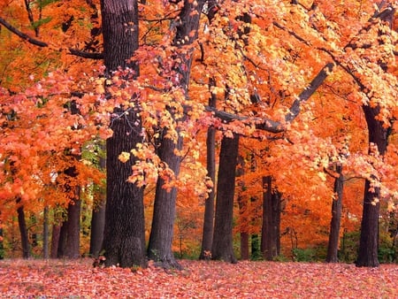 ORANGE FOREST - nature, orange, autumn, forest