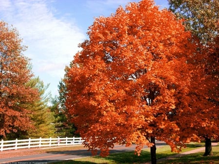 RED AUTUMN - nature, autumn, garden, red