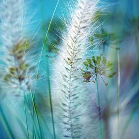 grass - nature, abstract, grass, blue