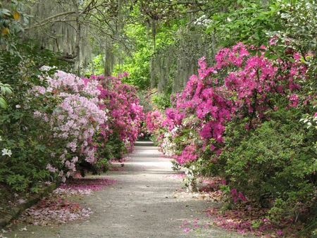 flower pathway - nature, pathway, rhododendron, flowers, garden