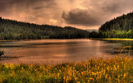  LANDSCAPE - river, pines, plants, forest, sky