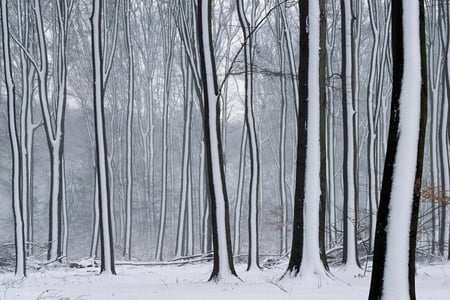 Tree Stripes - winter, nature, forest, trees