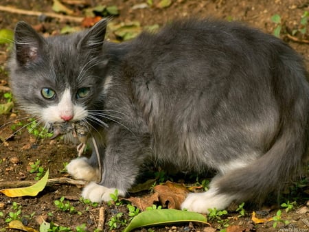 Depredator - animal, kitten, eat, cat, depredator, mouse, feline, food